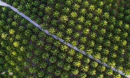 Palm trees patterns aerial view, Malaysiaの写真素材
