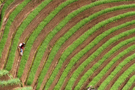 Argapura Indonesia 2018: Farmer working in their onion plantation for harvest in the morning after...