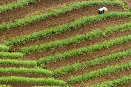 Argapura Indonesia 2018: Farmer working in their onion plantation for harvest in the morning after sunrise, West Java, Indonesiaのeditorial素材