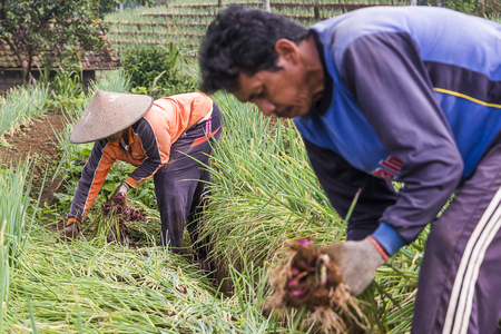 Argapura Indonesia 2018: Farmer working in their onion plantation for harvest in the morning after sunrise, West Java, Indonesiaのeditorial素材