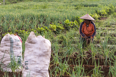 Argapura Indonesia 2018: Farmer working in their onion plantation for harvest in the morning after sunrise, West Java, Indonesiaのeditorial素材