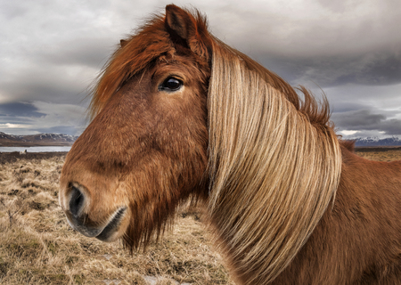 Well groomed Icelandic horse in an open field, Icelandの写真素材