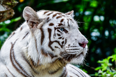 White tiger relaxing in water during day timeの写真素材