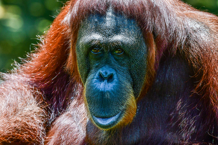 Orangutan facial expression while relaxing in zooの写真素材