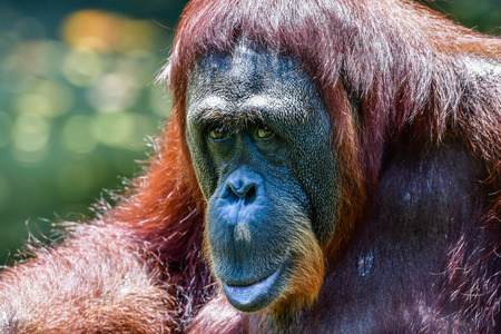 Orangutan facial expression while relaxing in zooの写真素材