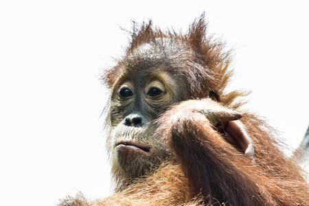 Orangutan facial expression while relaxing in zooの写真素材