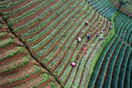 Argapura farmers working onion plantation aerial view, Indonesiaのeditorial素材