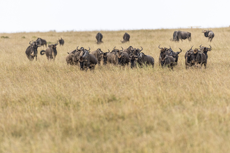 wildebeests feeding on grass during migration season in Maasai Mara, Kenyaの写真素材