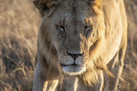 Close up shot of male lion walking in savanna at sunrise, Maasai Mara national reserveの写真素材