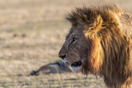 Male Lion resting quietly at sunrise, Maasai Maraの素材 [FY310120400249]