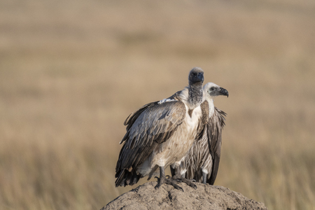 Pair of african white backed vulture looking for prey in Maasai Maraの写真素材