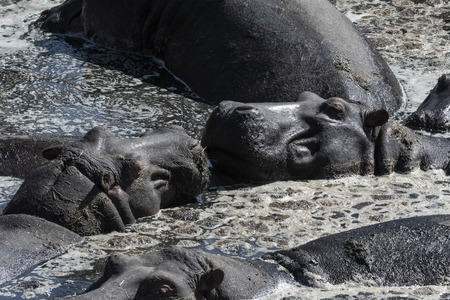 Hippos resting in muddy water under hot sun in Maasai Maraの写真素材