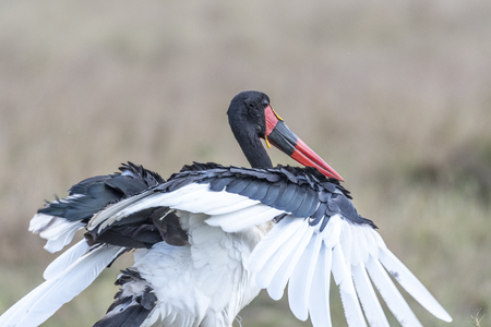 Saddle-billed stork opening and closing wings in Maasai Mara triangleの写真素材