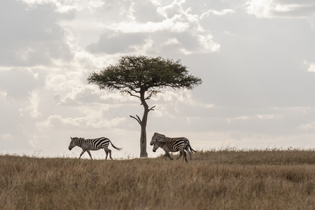 Zebras grazing under tree, Maasai Maraの写真素材