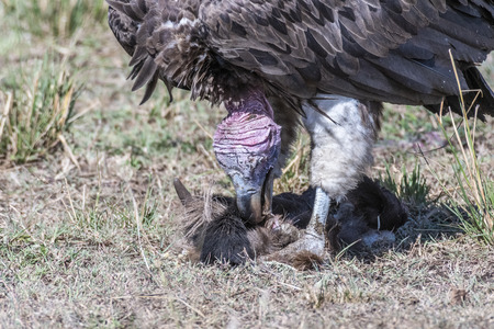 big white lappet faced vulture with big claws feeding on dead animal, Maasai Maraの写真素材