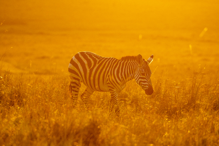 Zebras walking peacefully at golden magical light during sunrise in Mara triangleの写真素材