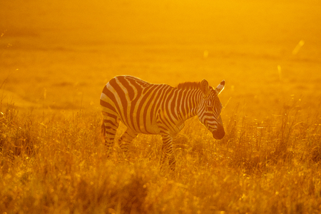 Zebras walking peacefully at golden magical light during sunrise in Mara triangleの素材 [FY310121083497]