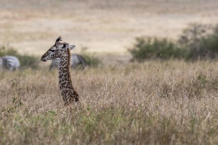 Giraffes walking in savanna at day light in Maasai Mara, Africaの写真素材