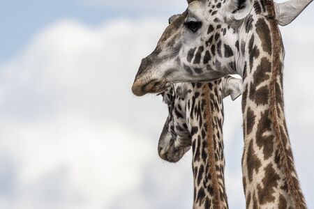 Portrait of giraffe against blue sky in Maasai Maraの写真素材
