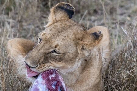 Two lioness eating the flesh of waterbuck in Maasai Mara triangle after huntingの写真素材