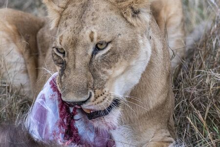 Two lioness eating the flesh of waterbuck in Maasai Mara triangle after huntingの写真素材