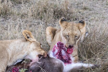 Two lioness eating the flesh of waterbuck in Maasai Mara triangle after huntingの写真素材