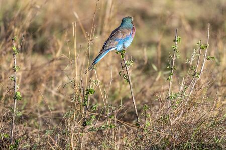 Lilac-breasted roller holding on to small twig in Maasai Mara triangleの写真素材