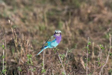 Lilac-breasted roller holding on to small twig in Maasai Mara triangleの写真素材