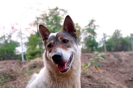 Eyes of a faithful: Local Thai hybrid dog
