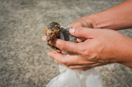 Pigeon disease - Freedom problemの写真素材