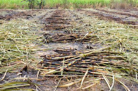 Global warming: Harvesting Sugarcaneの写真素材