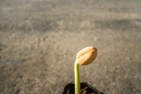 The beginning of life like seed germination must face obstacles, trouble, difficulty, eating worm and insect eating. Afzelia xylocarpa seed is germinating,の写真素材