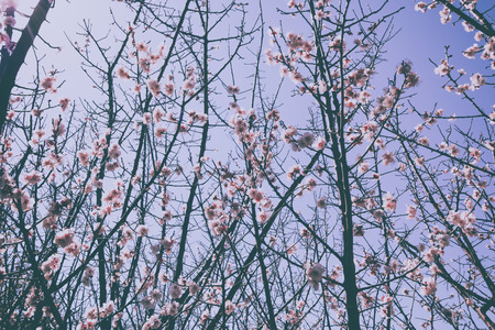 Pink Cherry Blossom or Sakura flower with filter effect  in Jeju Island, South Koreaの写真素材