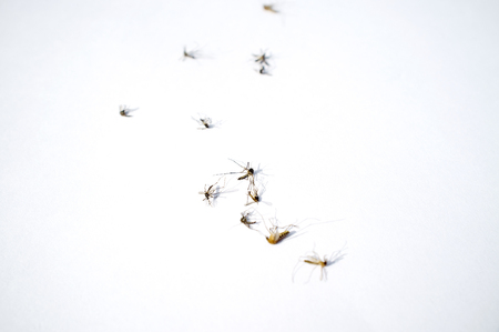 Death mosquitoes with electric mosquito batの写真素材