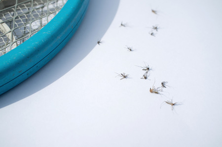 Death mosquitoes with electric mosquito batの写真素材