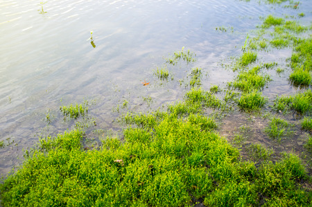 Plenty lakeside, Moisture pond at sunset with dragonfly, shellfish.の写真素材