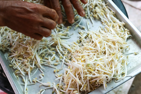 Organic bean sprouts, without chemical and hormoneの写真素材