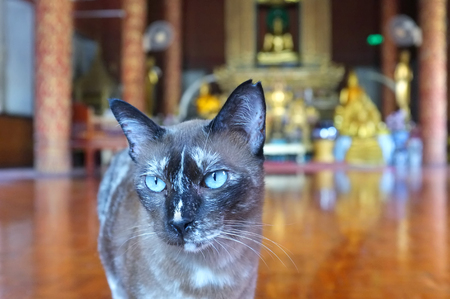 Poor Hybrid Siamese Cat walking in the sanctuary templeの写真素材