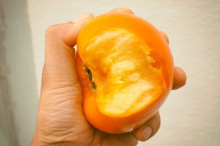 Hand holding ripe persimmon with bite mark.の写真素材