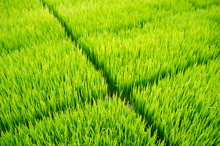 Intelligent Technology Smart Farming, Modern agriculture management for rice paddy field in Thailandの写真素材