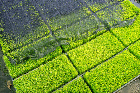 Intelligent Technology Smart Farming, Modern agriculture management for rice paddy field in Thailandの写真素材