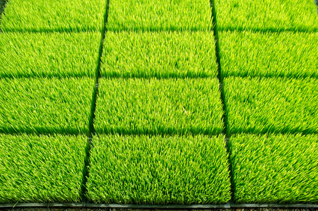 Intelligent Technology Smart Farming, Modern agriculture management for rice paddy field in Thailandの写真素材