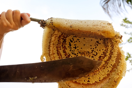 Honeycombs and hives from natureの写真素材