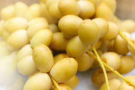 Group of fresh Date Palm: Dates are categorized as palm. The fruits will come in a form of bunch and each bunch contains many small oval dates. Dates can be eaten fresh or ripe.の写真素材