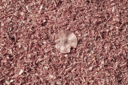 Seed pod on sawdustの写真素材
