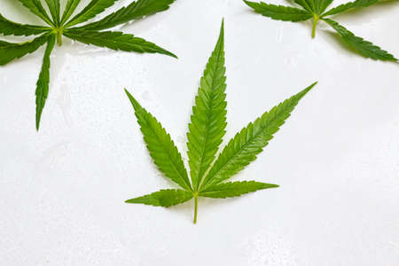 Cannabis leaves for cooking