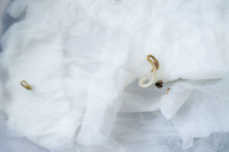 The cannabis plant begins to germinate.の写真素材