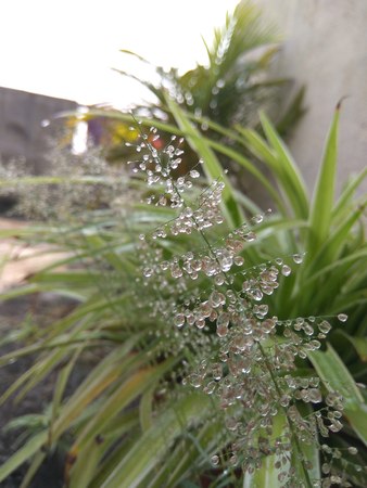 rain dew
