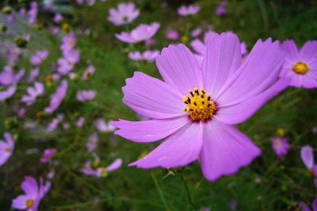 Morning flower with foggy tearの写真素材