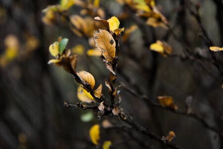 leaves in Autumn
